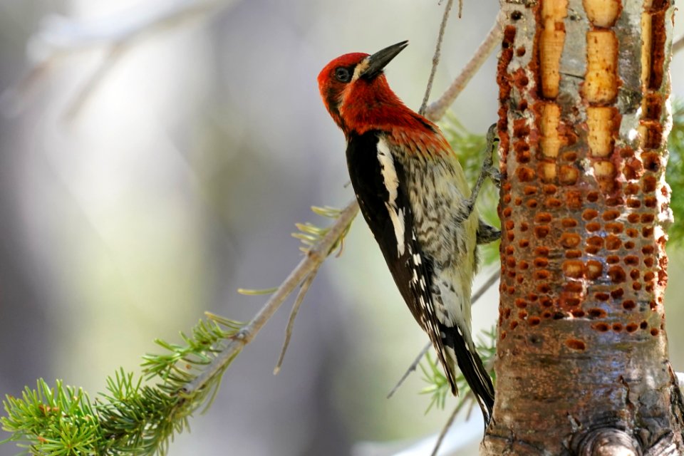 Sphyrapicus ruber 80410617