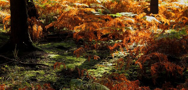 Moss nature landscape