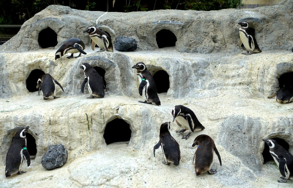 Spheniscus magellanicus - San Francisco Zoo - San Francisco, CA - DSC03820