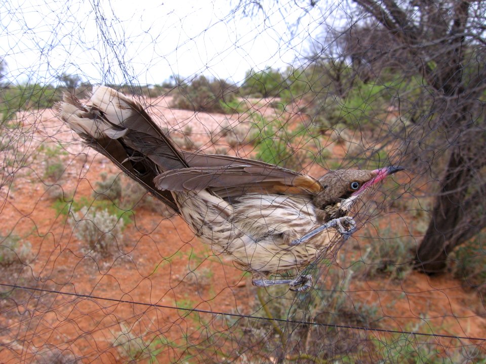 Spiny-cheeked Honeyeater in mist-net