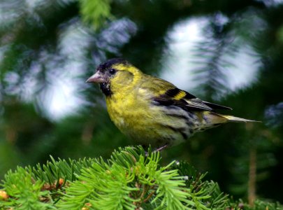 Spinus spinus Simo 20170624 01