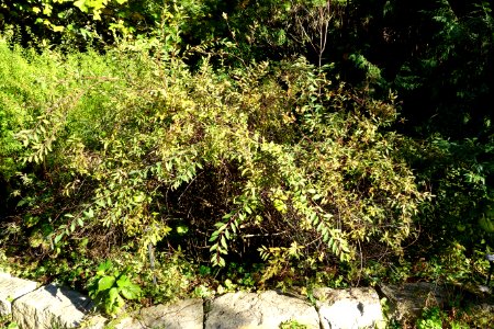 Spiraea cantoniensis - San Francisco Botanical Garden - DSC09967