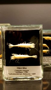 Specimen at Natural History Museum, Gothenburg 33