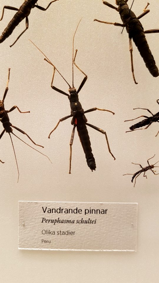 Specimen at Natural History Museum, Gothenburg 54