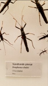 Specimen at Natural History Museum, Gothenburg 54 photo