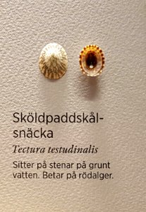 Specimen at Natural History Museum, Gothenburg 60 (cropped) 01