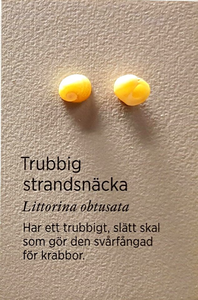 Specimen at Natural History Museum, Gothenburg 58 (cropped) 02
