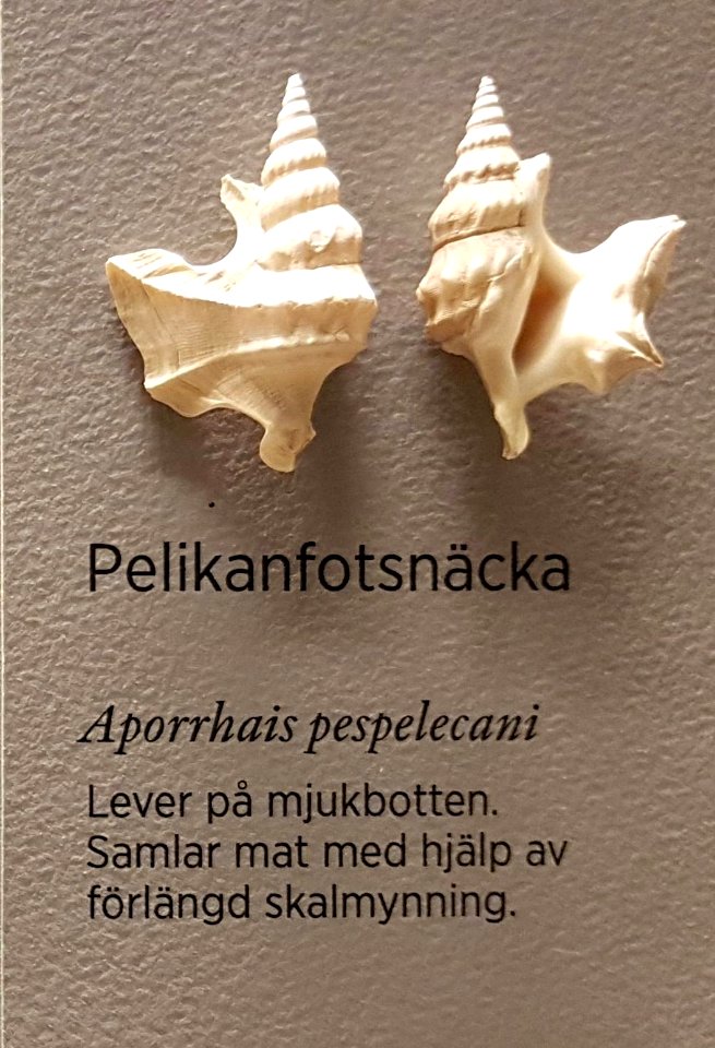 Specimen at Natural History Museum, Gothenburg 62