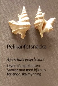 Specimen at Natural History Museum, Gothenburg 62