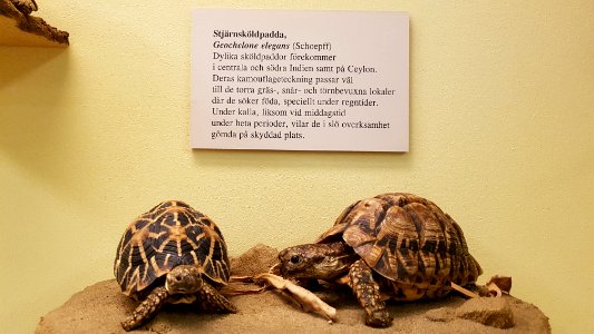 Specimen at Natural History Museum, Gothenburg 77