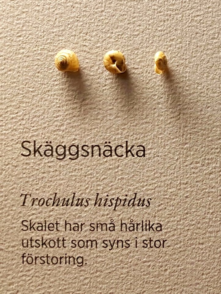 Specimen at Natural History Museum, Gothenburg 72 (cropped)