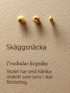 Specimen at Natural History Museum, Gothenburg 72 (cropped)