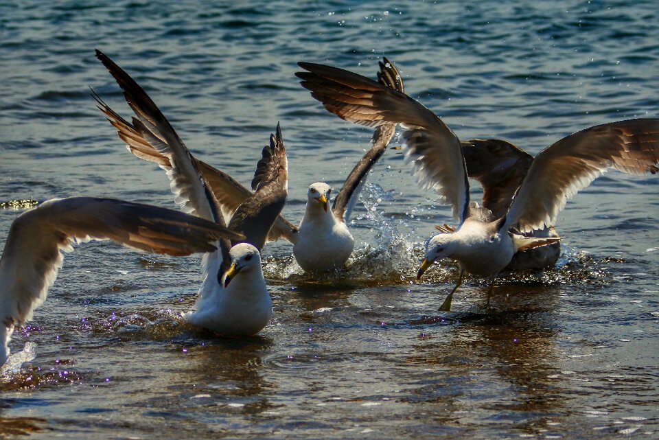 Wave seabird sea gull
