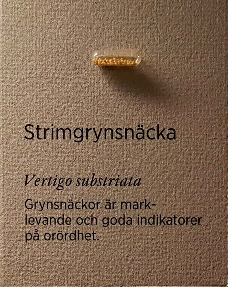 Specimen at Natural History Museum, Gothenburg 71 (cropped) 01