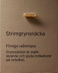 Specimen at Natural History Museum, Gothenburg 71 (cropped) 01