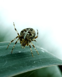 Spinne (181755081)