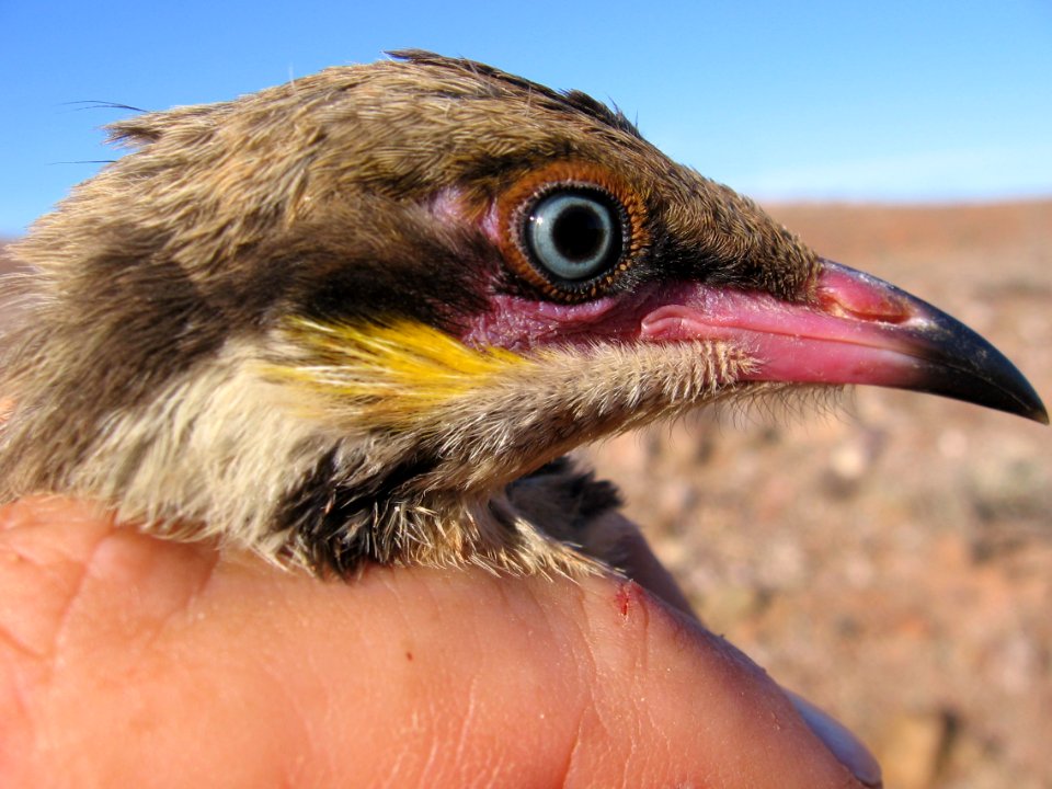 Spiny-cheeked honeyeater