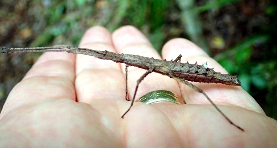 Spinotectarchus acornutus by Peter de Lange