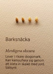 Specimen at Natural History Museum, Gothenburg 69 (cropped)
