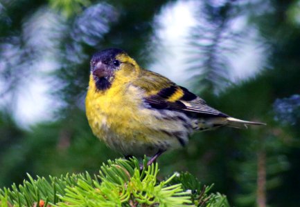 Spinus spinus Simo 20170624 03
