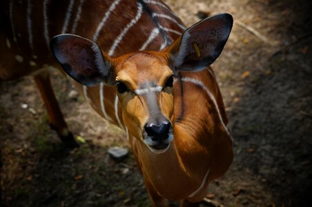 Wild mammal fallow photo