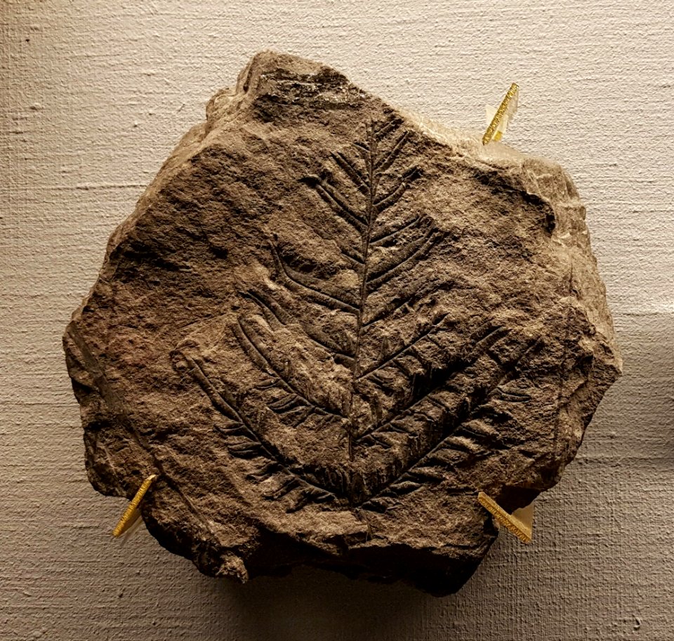 Specimen at Natural History Museum, Gothenburg 02 (cropped)