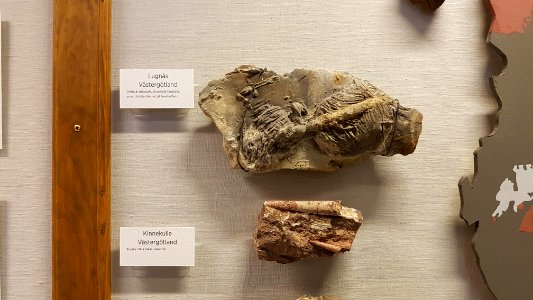 Specimen at Natural History Museum, Gothenburg 18