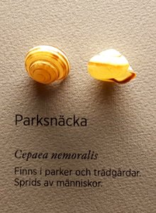 Specimen at Natural History Museum, Gothenburg 68 (cropped) 01