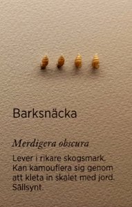 Specimen at Natural History Museum, Gothenburg 67