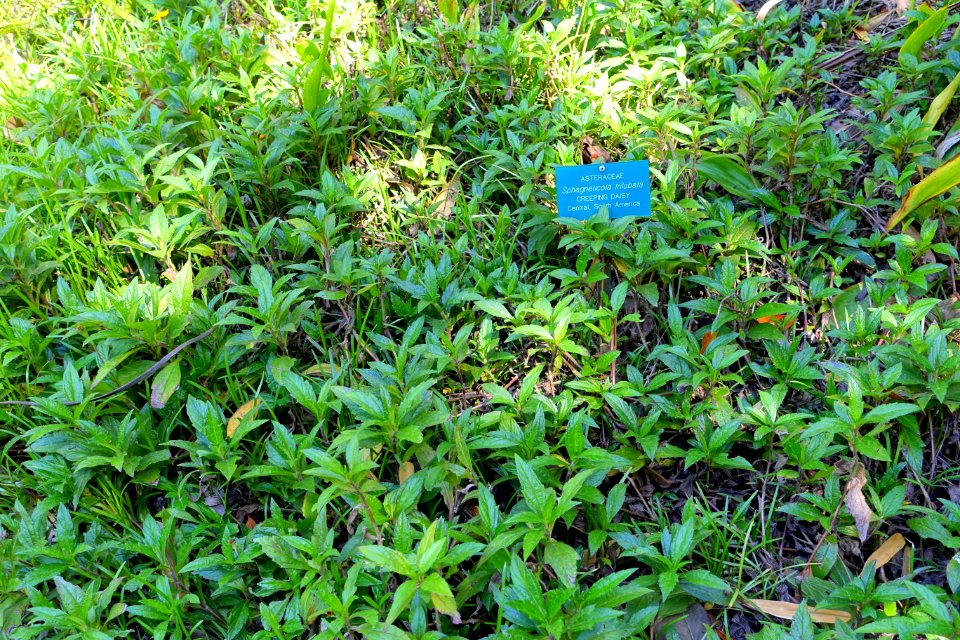 Sphagneticola trilobata - Mildred E. Mathias Botanical Garden - University of California, Los Angeles - DSC03003