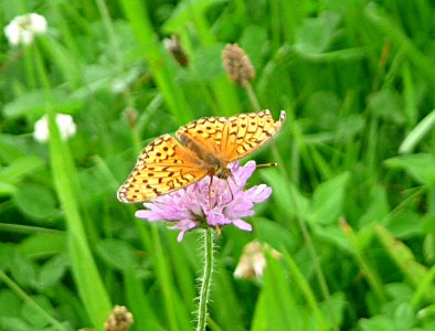 Speyeria aglaja - Perlmutterfalter Frauenau
