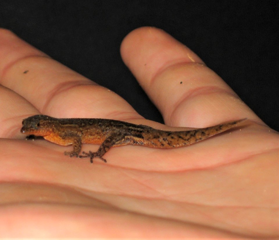 Sphaerodactylus klauberi 121150279