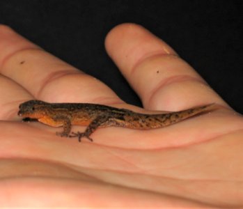 Sphaerodactylus klauberi 121150279