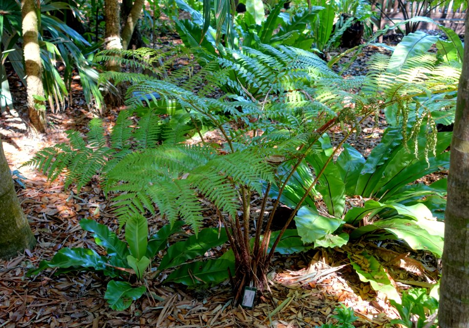 Sphaeropteris cooperi (Cyathea cooperi) - Marie Selby Botanical Gardens - Sarasota, Florida - DSC01160