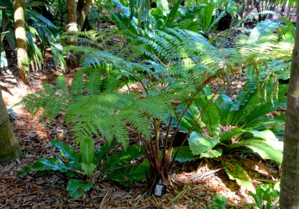 Sphaeropteris cooperi (Cyathea cooperi) - Marie Selby Botanical Gardens - Sarasota, Florida - DSC01160