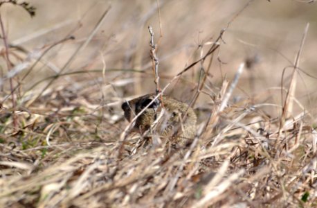Spermophilus citellus (16)brb