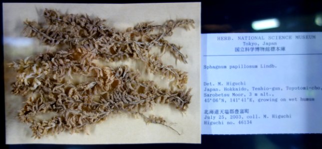 Sphagnum papillosum - National Museum of Nature and Science, Tokyo - DSC06751