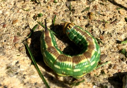 Sphinx pinastri caterpillar photo