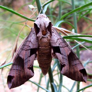 Sphynx Moth Public Domain