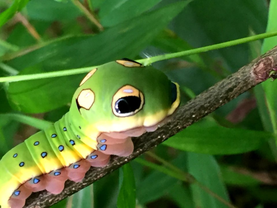 Spicebush Swallowtail Hillsborough NC