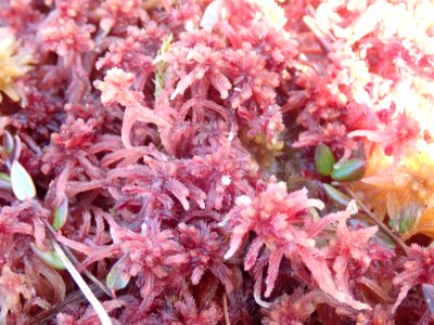 Sphagnum rubellum 118013444