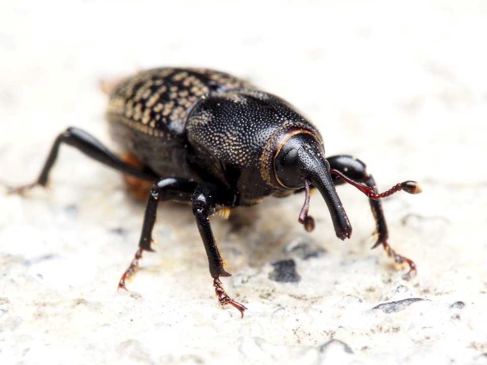Sphenophorus cicatristriatus Rocky Mountain Billbug 2016-09-25 (1)