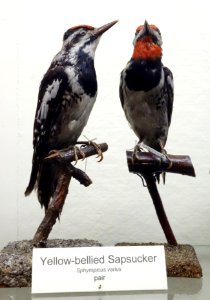 Sphyrapicus varius - Fairbanks Museum and Planetarium - DSC04202