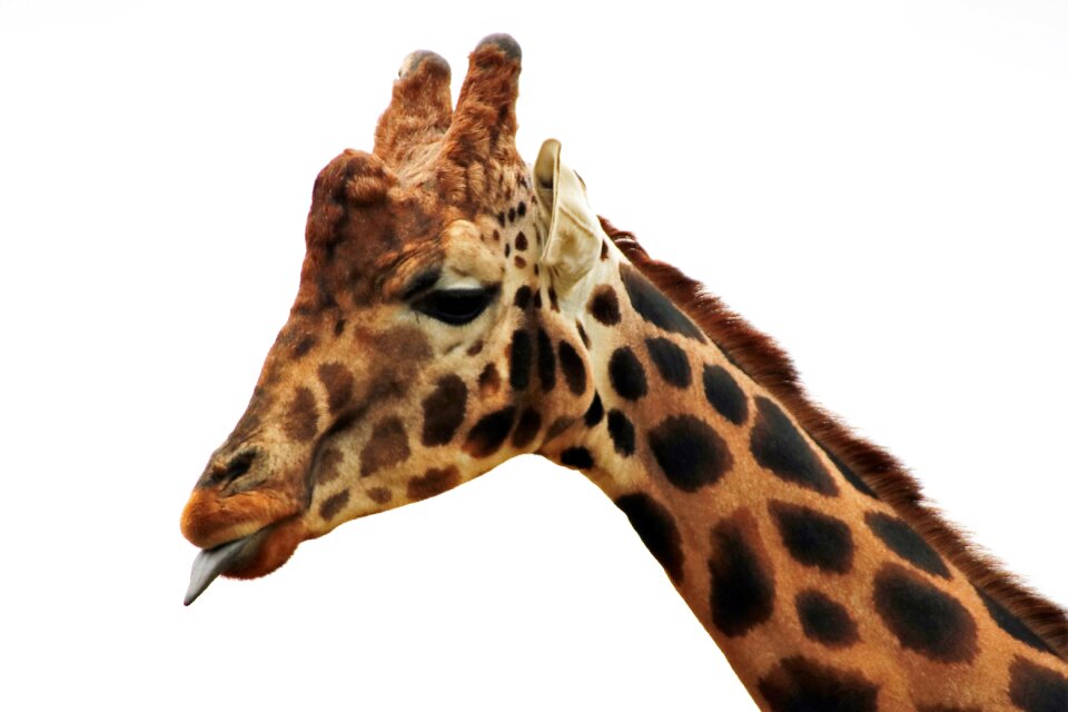 Animal africa nature