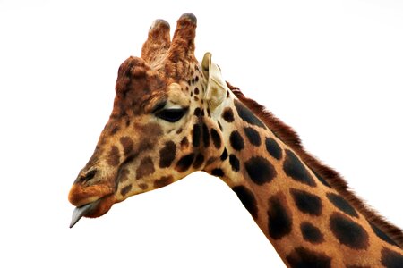 Animal africa nature