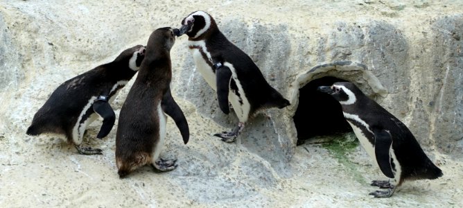 Spheniscus magellanicus - San Francisco Zoo - San Francisco, CA - DSC03816