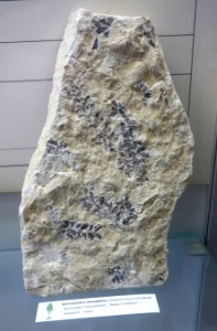 Sphenophyllum oblongifolium fossil - Botanischer Garten, Dresden, Germany - DSC08497