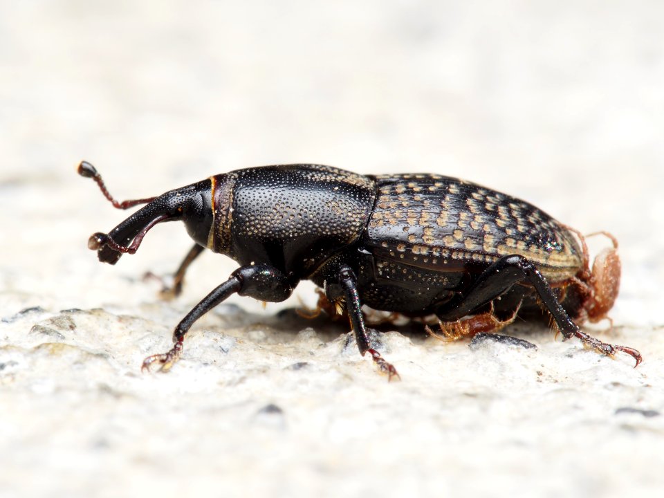 Sphenophorus cicatristriatus Rocky Mountain Billbug 2016-09-25 (3)