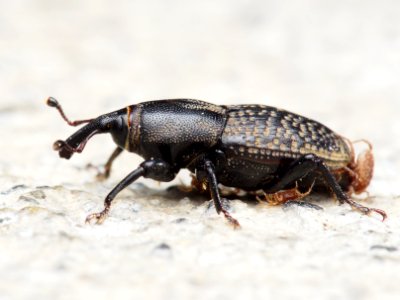 Sphenophorus cicatristriatus Rocky Mountain Billbug 2016-09-25 (3)
