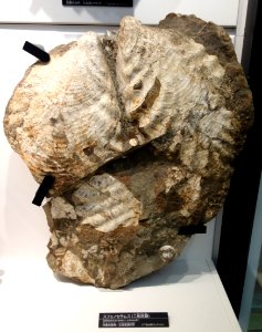 Sphenoceramus schmidti - National Museum of Nature and Science, Tokyo - DSC06972